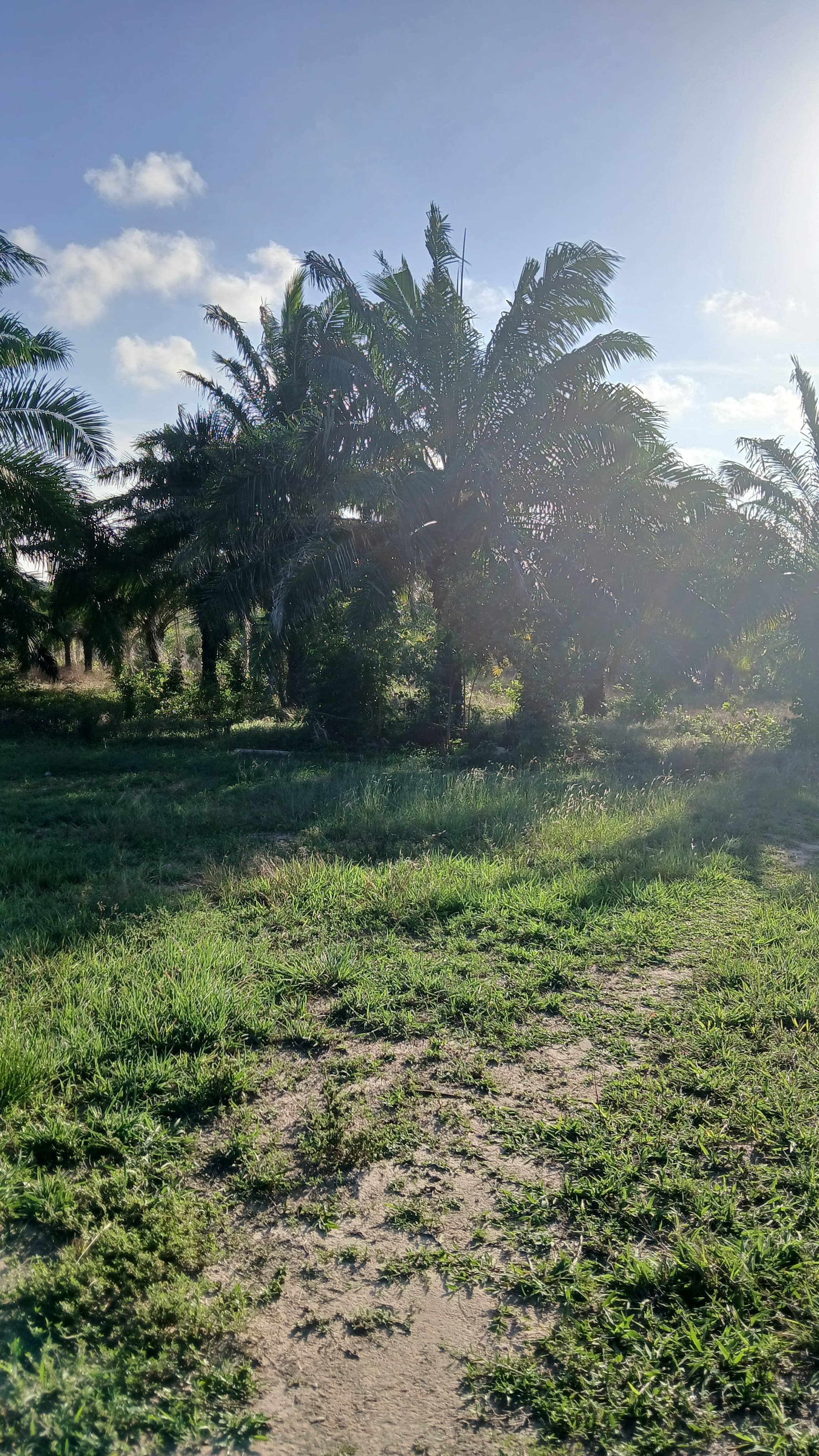 105-Hectare Fully Surveyed Farmland for Sale – Kigamboni, Kimbiji–Kijaka