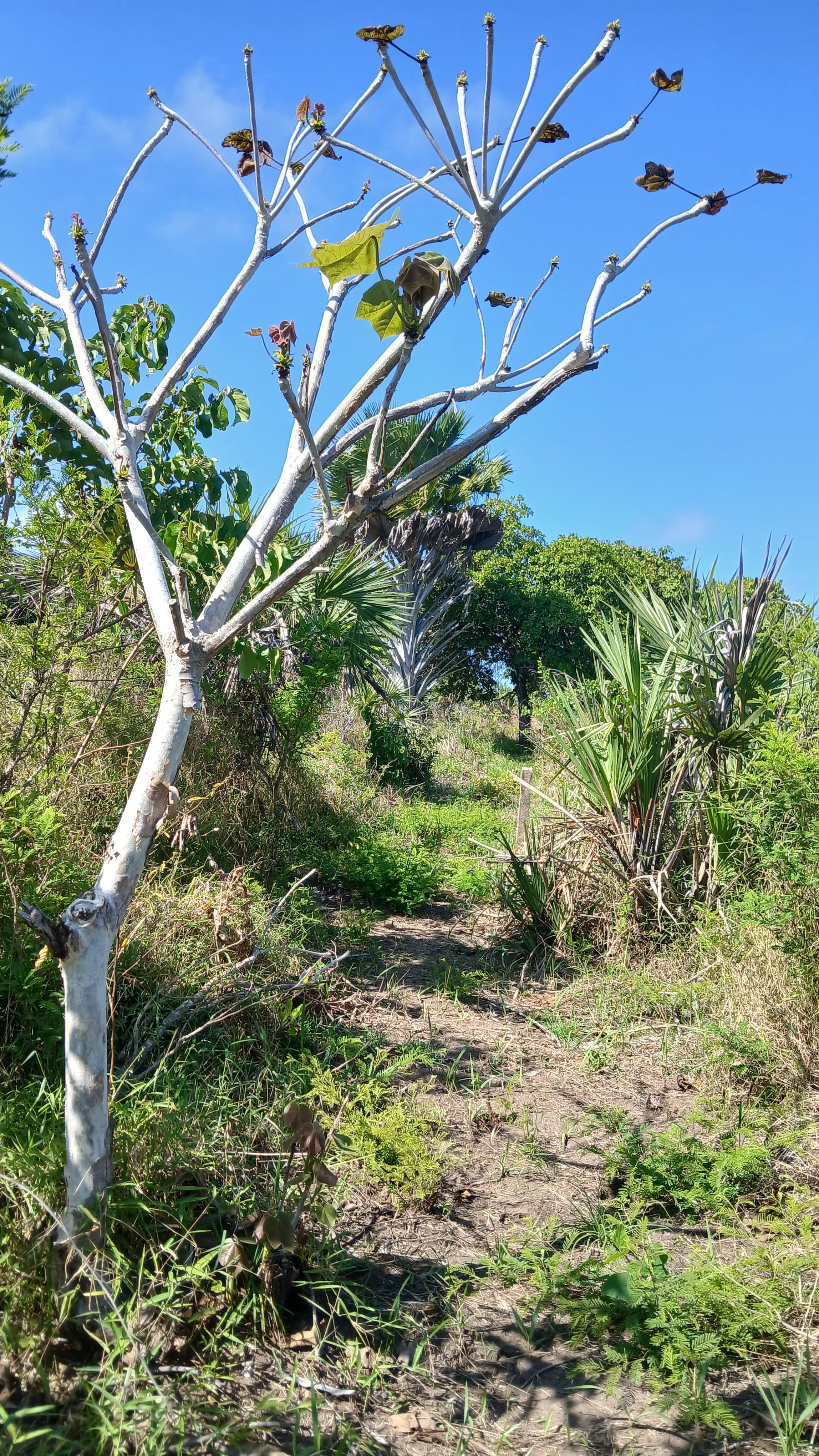 3-Acre Multi-Purpose Land for Sale in Pemba Mnazi – Ideal for Industries, Institutions & Residential Projects - image 3